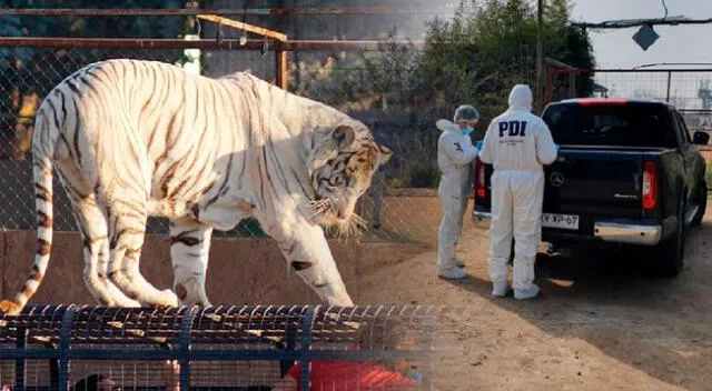 El tigre se escapó de su jaula en un zoológico de Chile.