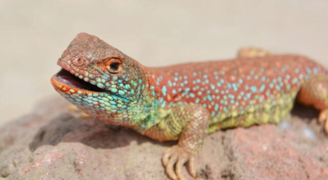 Nueva especie de lagarto es descubierta en el desierto costero de Tacna