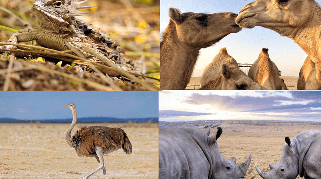 Estos animales se adaptan a las zonas áridas y secas.