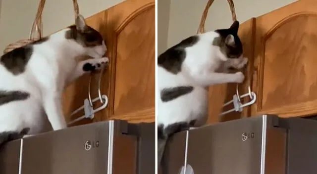 El gatito enterneció las redes sociales