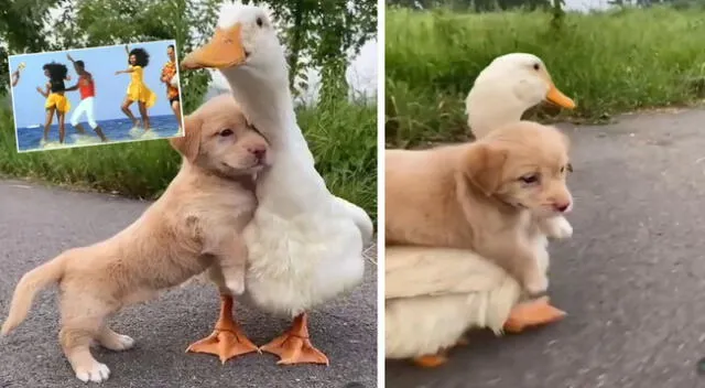 Peculiar video del perro y el pato se hizo viral en las redes sociales.