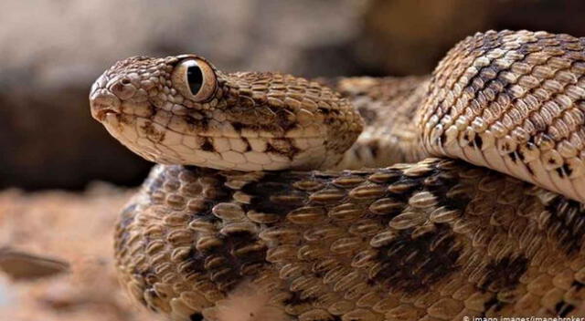 De momento, la OMS no ha confirmado que el veneno de esta serpiente sea efectiva para luchar contra la COVID-19.