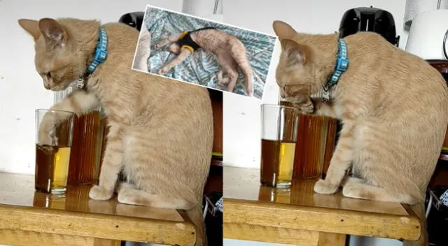 Peculiar video del gato se hizo viral en las redes sociales.