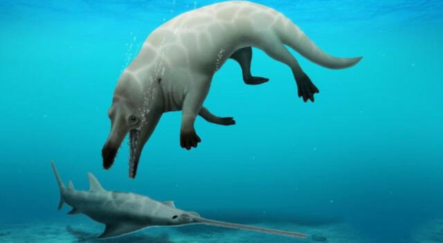 Ballena de cuatro patas: la nueva especie que descubrieron en Egipto