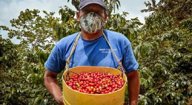 El café peruano en los últimos años se ha convertido en uno de los productos bandera. Foto: Difusión/Referencial