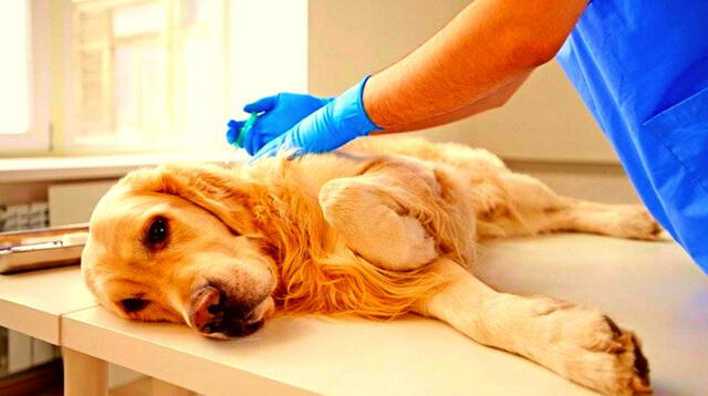 La esterilización disminuye el comportomiento agresivo de algunos perros.