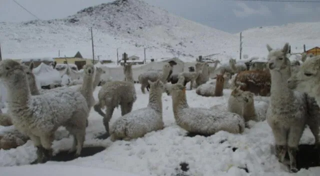 Senamhi: nieve, granizo y fuertes lluvias soportarán 43 provincias de 8 regiones