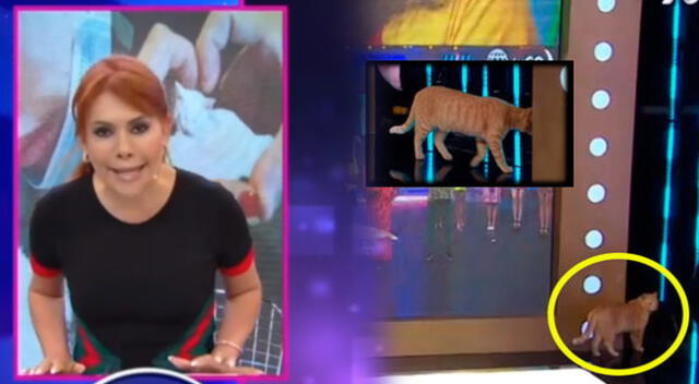 Magaly Medina: Usuarios en Twitter piden adoptar a gatita que vive en su set de ATV.