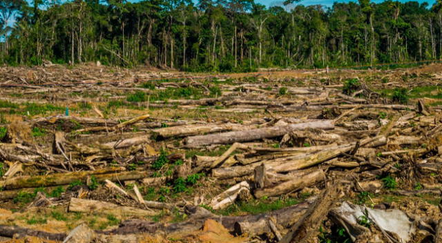 Especialistas aseguran que no hay un plan de contingencia para evitar la deforestación en el país.