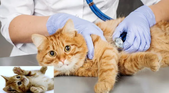 Lleva regularmente a tu mascota a sus consultas con el veterinario.