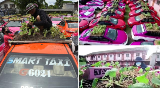 Plantan vegetales en los techos de los taxis en Tailandia.