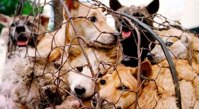 Un tribunal de Corea del Sur determinó que es ilegal matar perros para luego comerlos.
