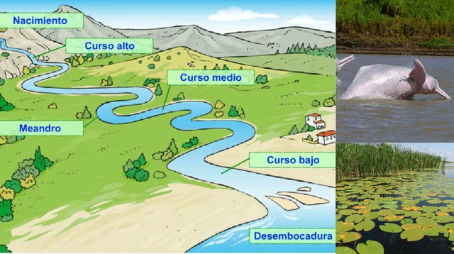 Los ríos tienen un ecosistema de diversas especies.
