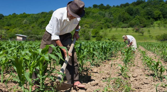 La agricultura es una actividad económica que se realiza desde épocas preincaicas.