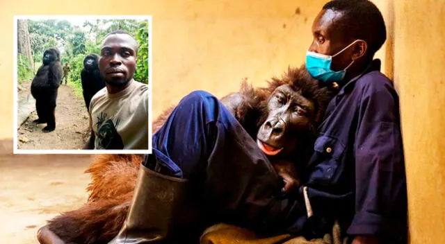 El guardabosque encontró a la gorila bebé, de unas semanas, aferrada a su madre muerta que había recibido un disparo la cabeza.