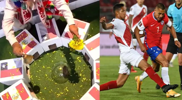 Perú y Chile se enfrentan este jueves por las Eliminatorias Qatar 2022 y el cuy dio su predicción.