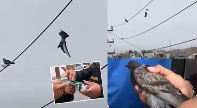 Escena del rescate de una paloma en Barranca se hizo viral en las redes sociales.