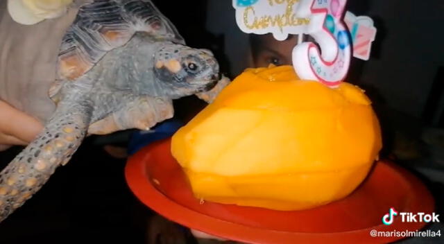 La familia decidió sorprender a su mascota con una torta.