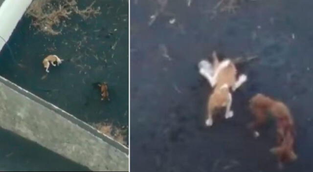 Un dron sobrevuela la isla canaria de La Palma para alimentar a las mascotas abandonadas.