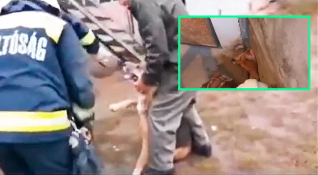 En el video se ve cómo los bomberos y un equipo técnico lograron liberar la cabeza de Fules con un cortador de placas.