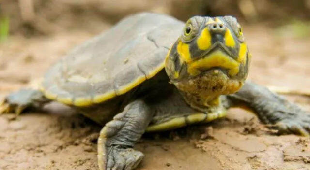 Más detalles sobre la tortuga taricaya.