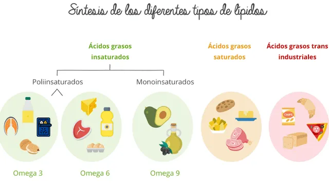 Son importantes para el almacenamiento de energía.