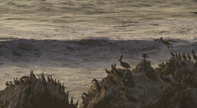 Illesca es  el ecosistema del pingüino de Humboldt, el lobo marino, el cóndor andino