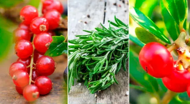 Arándano rojo americano, tomillo y gayuba son algunas de estas plantas medicinales.