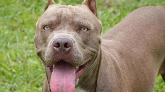 Chiclayo: dueños de perros “potencialmente peligrosos” deberán tener una licencia