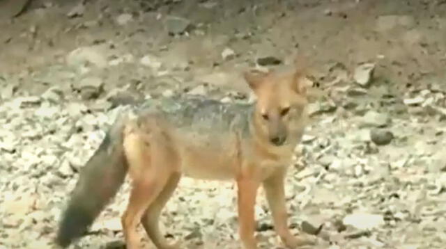 Comas: zorro continúa deambulando porque tumultos de personas dificultan su captura