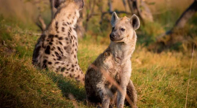 Las dos hienas han presentado síntomas leves de COVID-19.