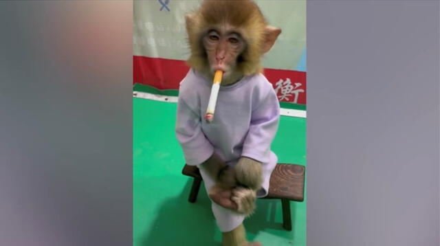El personal del zoológico explicó que el video estaba destinado a servir como una "campaña contra el tabaquismo".