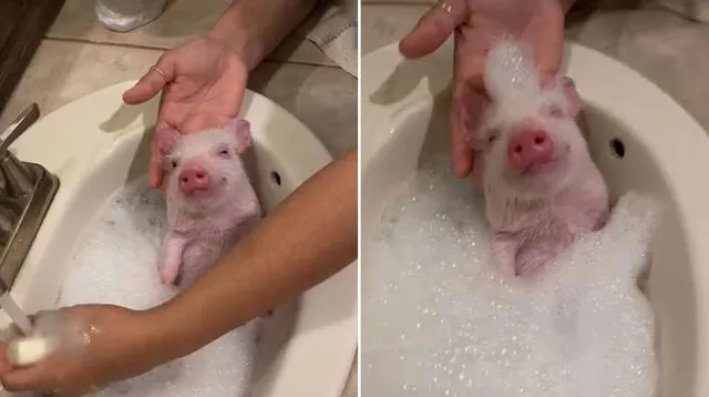 La escena se volvió viral en redes sociales por la reacción del animalito. Foto: captura de TikTok