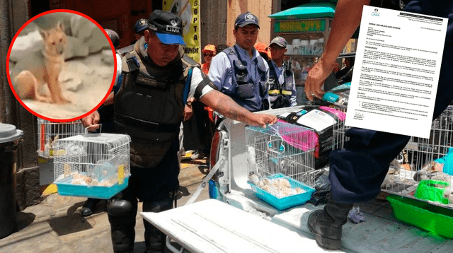 Caso del zorrito run run ha reflejado la venta ilegal de animales silvestres en el Centro de Lima