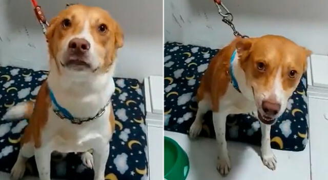 El perrito ha sido puesto en adopción.