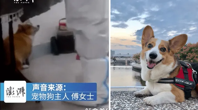 El caso del perro de raza corgi ha generado críticas a las autoridades sanitarias del distrito de Xinzou de Shangrao. Foto: composición/Weibo-TofuCorgi