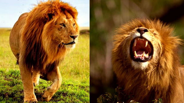 Soñar con leones esta asosicado con la fuerza y el liferazgo.