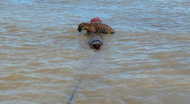 Los tripulantes amarraron un tronco y con mucha cautela lo acercaron al animal para que se aferrara a él.