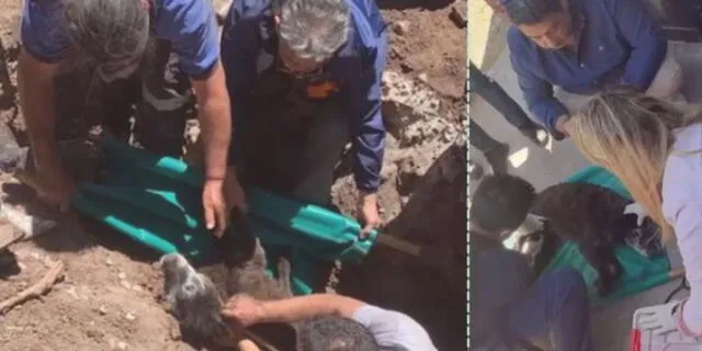 El equipo de rescate tuvo que romper la calle con una excavadora para no lastimar al perro, quien estaba ansioso y se movía mucho.