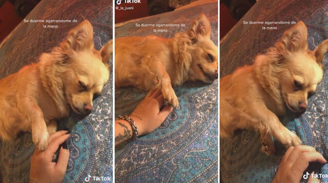 El can, pese a que está dormido, no aleja su pata de la mano de su cuidadora y se aferra a ella. Foto: captura de TikTok