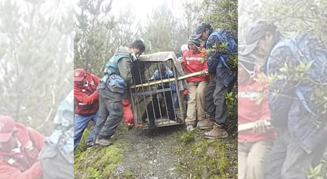 Rescatan a Oso que deambulaba por la comunidad de Hauynacancha, en Ayacucho.