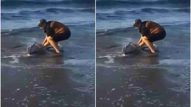 Hombre salva la vida de un pequeño delfín devolviéndolo al mar. Foto: captura de TikTok.