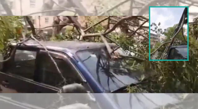 Mujer pasa el susto de su vida al caer un árbol encima de su vehículo.