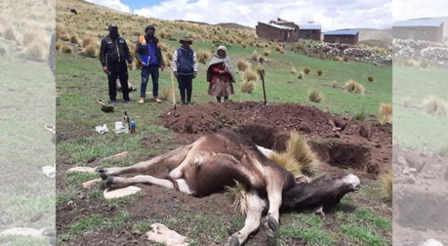 Descargas eléctricas acabaron con la vida de varios animales en el distrito de Nuñoa.