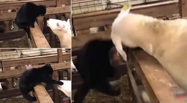 Peculiar escena de un gato y una oveja se hizo viral en las redes sociales.