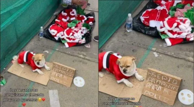 TikTok: perrito acompaña a su dueña a vender trajes navideños para mascotas y es la sensación del momento.