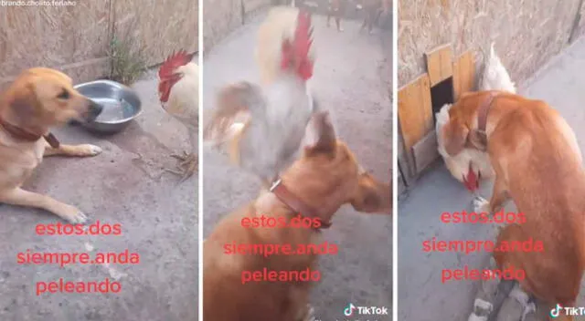Perro y gallo protagonizaron un tenso momento al pelearse.