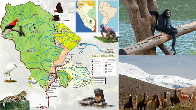 El Parque Nacional Huascarán es el hogar de la emblemática vicuña.