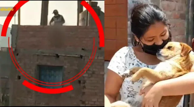 Perrito salva de morir tras ser lanzado desde un tercer piso en Cañete [VIDEO]