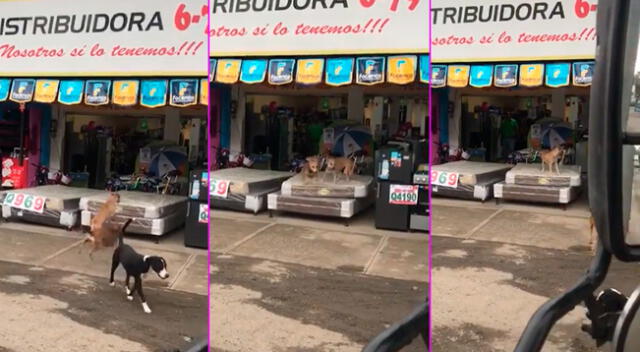 Los perritos fueron sorprendidos por el dueño.